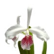 ڲ֤ʤ ꥢ ѡץ顼 ͥ L.purpurata var. carnea  3ȭ 35cm 1֥(NBS)