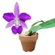 ڲ֤ʤ ȥ쥢 ֥롼ѡ ƥ֥롼ޥå C.Blue Pearl Blue Magic SBM/JOGA ۼ ˧ᤢ 2.5ȭ 10cm ֥(BS)
