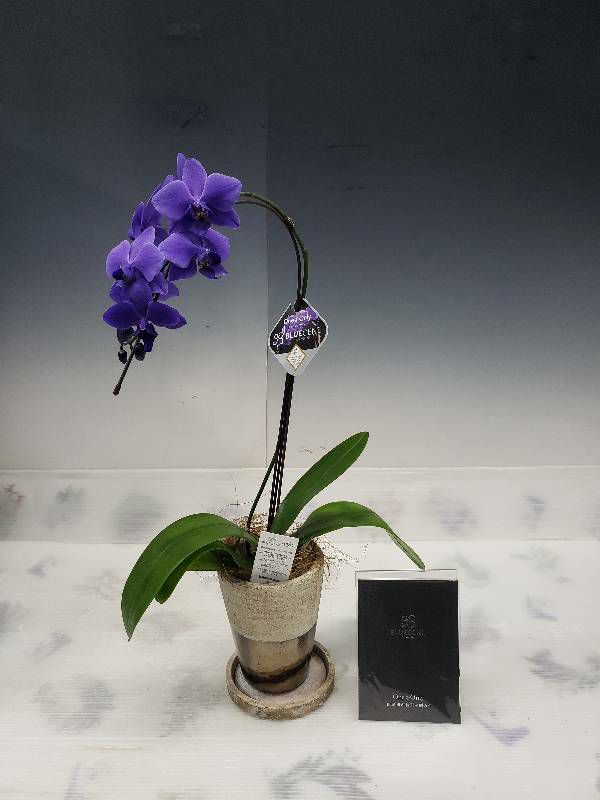 遺伝子組み換え胡蝶蘭 ファレノプシス 'ブルージーン' Phal. 'BlueGene