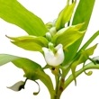 ڲ֤ʤ Υ 졼ޥˡ Cyc.lehmannii (SVO x (ơ1x#2))  ˧ᤢ 3ȭ 35cm ֥(BS)