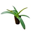ڲ֤ʤ ѥեڥǥ ߥ顼ɡ Paph.Miller's Daughter ۼ 3ȭ 20cm ֥(BS)