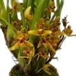 ڲ֤ʤ ޥꥢ ꥢ٥Сʡ ƥס Max.Mem. Ben Berliner Yellow Cape BM/JOGA ۼ ˧ᤢ 3ȭ 30cm ֥(BS)