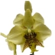 ڲ֤ʤ եΥץ ƥ奢 Υӥꥹ Phal.stuartiana var. nobilis  2.5ȭ 15cm ֥(BS)