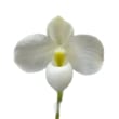 ڲ֤ʤ ѥեڥǥ ǥʥƥ Х Paph.delenatii var. album  ˧ᤢ 2.5ȭ 30cm ֥(BS)