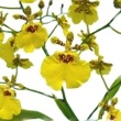 ڲդ 󥷥ǥ ϥʥ Oncsa.(Onc.)Aloha Iwanaga ۼ 3ȭ 30cm ֥(BS)