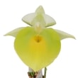 ڲ֤ʤ  ԥ쥢 ƥܡ꡼󥴡ɡ Ctsm.pileatum Jumbo Green Gold  ˧ᤢ 2.5ȭ 25cm ֥(BS)