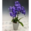 Ȥߴ֥롼θĳ եΥץ ƥ֥롼 3Ω Phal. BlueGene