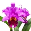 �ڲ֤ʤ����� ��󥳥�ꥪ���ȥ쥢 ���㡼�ߥ��� �ƥ��󥰡� Rlc.(Pot.)Charmides ��King�� ���ۼ� 5��ȭ 50cm ���֥�����(BS)