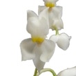 ڲ֤ʤ ⥰å ץ륱 Osmgls.pulchellum  3ȭ 30cm ֥(BS)
