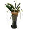 ڲ֤ʤ ۥڥ ե͡ ƥ Cirr.(Bulb.)fascination Cosmo One CBR/JOGA  3ȭ 25cm ֥(BS)
