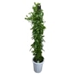 ڲ֤ʤ Х˥ ץ˥եꥢ Vl.planifolia ȭ  ˧ᤢ 10ȭ 160cm ֥(BS)