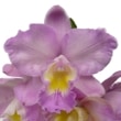 ڲ֤ʤ եꥪȥ쥢 ɥꥹ Х ƥꥹޥ Slc.(Ctt.)Doris and Byron Christmas Rose (Slc.Love Castle x C.Candy Tuft) ۼ 3ȭ 20cm ֥(BS)