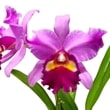 ڲ֤ʤ 󥳥֥饽 ֥꡼꡼ ƥǥ Rby.(Pot.)Lovely Memory June Lady ۼ ˧ᤢ 5ȭ 40cm ֥(BS)