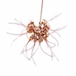 ڲ֤ʤ Хܥե 饷ޥ Bulb.gracillimum  3ȭ 15cm ֥(BS)