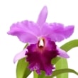 �ڲ��դ����� ���ȥ쥢 ��꡼�ߥ顼�� �ƥ����󥿡���������� C.(Lc.)Lilly Millard ��Winter Queen�� ���ۼ� 6��ȭ 40cm ���֥�����(BS)