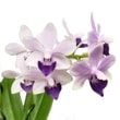 ڲ֤ʤ եΥץ ȥ֥С ƥ饵֡ Phal.(Dtps.)Little Blue Bird Murasakishikibu ۼ 3ȭ 25cm ֥(BS)