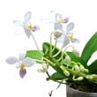 ڲ֤ʤ եΥץ ȥꥹ 쥢 Phal.equestris var. coerulea  2ȭ 5cm ֥(BS)