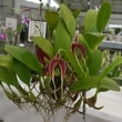 ڲ֤ʤ Хܥե ֥ᥤ ƥץӥå Bulb.blumei Clamp Big 3ȭ 15cm ֥(BS)