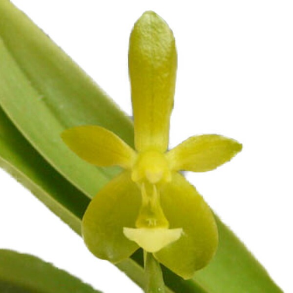 花なし株】 ファレノプシス コルヌセルビ アルバ Phal.cornu-cervi var