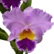 �ڲ֤ʤ����� ��ꥪ���ȥ쥢 �������ե��ˡ� �ƥ��ץ�󥰥Х���ƥ����� Lc.Iren Finney ��Spring Bounty�� ���ۼ� 5��ȭ 50cm ���֥�����(BS)