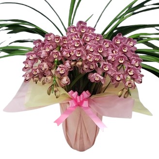 ⭐️シンピジュームアーチ5本立ち⭐️チャペルの鐘 楽天市場