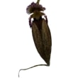 ڲ֤ʤ ۥڥ եå͡ ֥å Cirr.fascinator (Black Type)  ˧ᤢ 3ȭ 15cm ֥(BS)