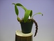 ڲ֤ʤ Хܥե ե Bulb.saurocepharum `Hihimanu  3ȭ 20cm ֥(BS)
