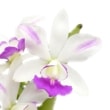 ڲ֤ʤ ȥ쥢  ƥեᥢʥߡ C.(Lc.)Dakao Flamea Enami ۼ ˧ᤢ 3ȭ 30cm ֥(BS)