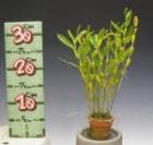 �ǥ�ɥ��ӥ塼�� �ե���ɥ쥤���ʥ�<BR>Den.findleyanum�ڲ֤ʤ�����