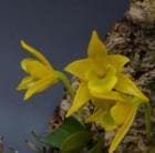 ǥɥӥ塼 ȥꥴΥѥ<BR>Den.trigonopusڲ֤ʤ