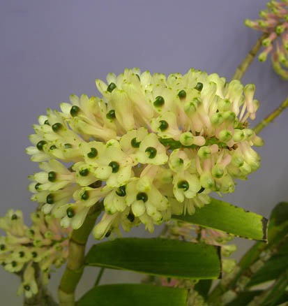 smillieae Den. 洋蘭 原種 クライムオーキッドナーセリー 洋蘭原種専門