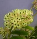 �ǥ�ɥ��ӥ塼�� ���ߥꥨ<BR>Den.smilliae�ڲ֤ʤ�����