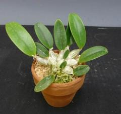 �ǥ�ɥ��ӥ塼�� �����쥬���� �ޥ��㥹 �ƥե�������󥷥㥤���Den.aggregatum var. majus ��Florida Sunshine�� HCC/AOS�ڲ֤ʤ�����