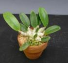 ǥɥӥ塼 쥬 ޥ㥹 ƥե󥷥㥤<BR>Den.aggregatum var. majus Florida Sunshine HCC/AOSڲ֤ʤ