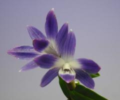 �ǥ�ɥ��ӥ塼�� �ӥ��ȥꥢ���쥮��Den.victoria-reginae�ڲ֤ʤ�����