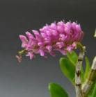 �ǥ�ɥ��ӥ塼��<BR>Den.secundum�ڲ֤ʤ�����