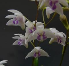 �ǥ�ɥ��ӥ塼�� ���󥮥��ʥ� ���륳�å���Den.kingianum var. silcockii�ڲ֤ʤ�����