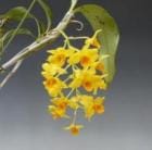 �ǥ�ɥ��ӥ塼�� ����ե��å����ʥ�<BR>Den.griffithianum�ڲ֤ʤ�����