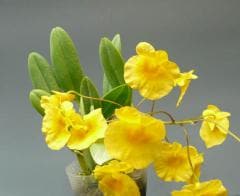 �ǥ�ɥ��ӥ塼�� �����쥬����Den.aggregatum�ڲ֤ʤ�����