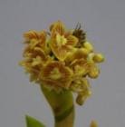 �ǥ�ɥ��ӥ塼�� �ǥ����ƥ�����<BR>Den.disticum�ڲ֤ʤ�����