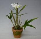 �ǥ�ɥ��ӥ塼�� �ӥ��Х� ����Х�<BR>Den.biggibum var. album�ڲ֤ʤ�����