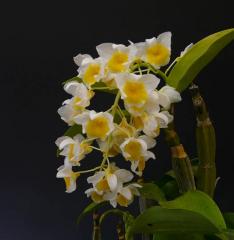 �ǥ�ɥ��ӥ塼�� �ե�����꡼ ����Х�Den.farmerii var. album (=Den.palpebrae)�ڲ֤ʤ�����