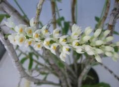 �ǥ�ɥ��ӥ塼�� ��������� ����Х�Den.secundum var. album�ڲ֤ʤ�����