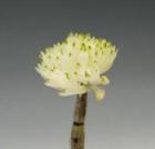 �ǥ�ɥ��ӥ塼�� �ѡ��ץ�塼�ࡡ����Х�<BR>Den.purpureum var. album�ڲ֤ʤ�����