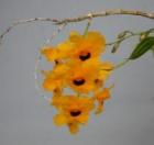 �ǥ�ɥ��ӥ塼�� �ե���֥ꥢ���� ������饿��<BR>Den.fimbriatum var. oculatum�ڲ֤ʤ�����