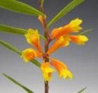 �ǥ�ɥ��ӥ塼�� �ե��å���<BR>Den.phrox�ڲ֤ʤ�����