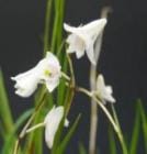 �ǥ�ɥ��ӥ塼�� �Х��ͥ�<BR>Den.batanense�ڲ֤ʤ�����