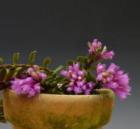 �ǥ�ɥ��ӥ塼�� �ǥ����������ǥ�<BR>Den.dichaeoides�ڲ֤ʤ�����