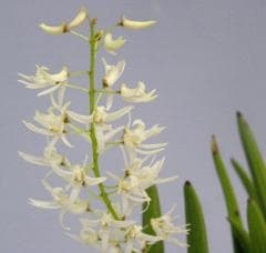 �ǥ�ɥ��ӥ塼�� ��å��꡼Den.wassellii�ڲ֤ʤ�����