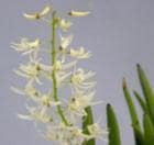 ǥɥӥ塼 å꡼<BR>Den.wasselliiڲ֤ʤ